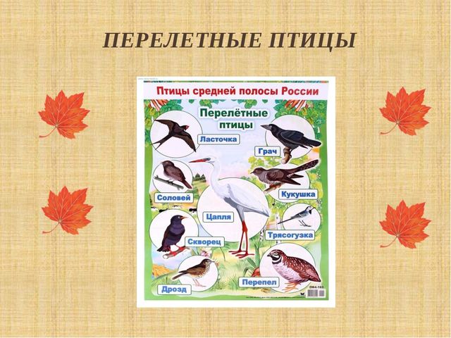 Презентация "Как птицы и звери готовятся к зиме"