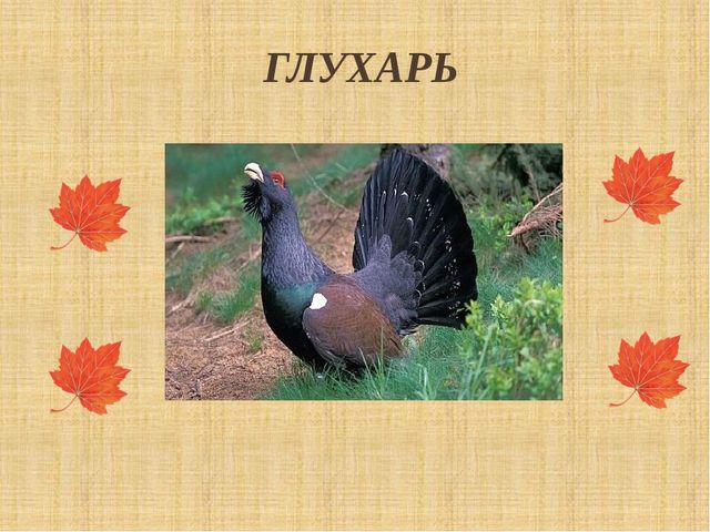 Презентация "Как птицы и звери готовятся к зиме"