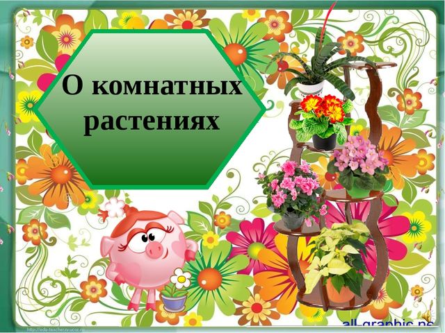 Презентация "О комнатных растениях"