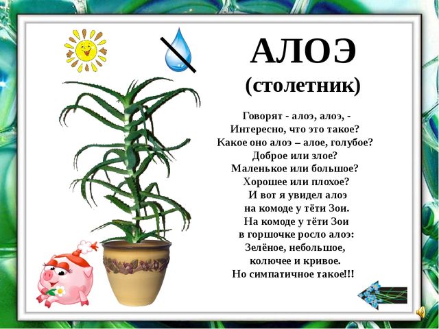 Презентация "О комнатных растениях"