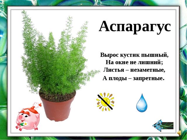 Презентация "О комнатных растениях"