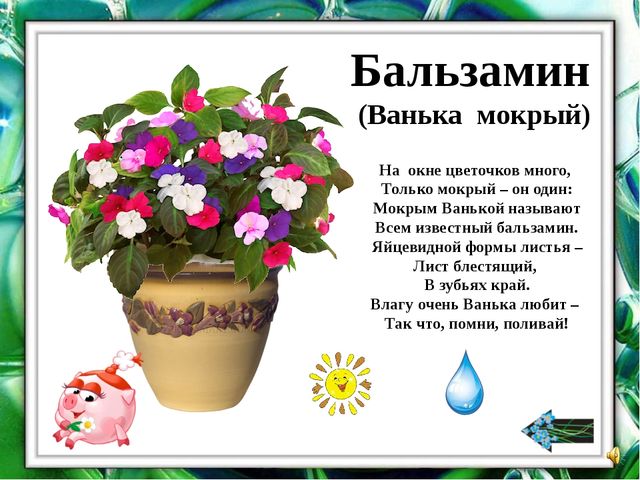 Презентация "О комнатных растениях"