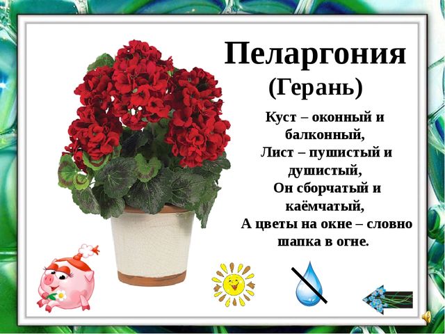 Презентация "О комнатных растениях"