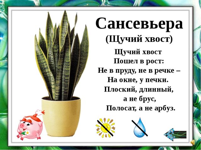 Презентация "О комнатных растениях"