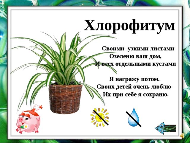 Презентация "О комнатных растениях"