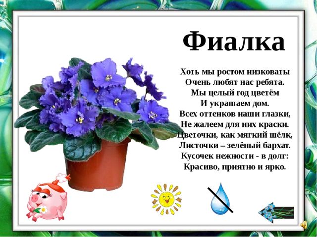 Презентация "О комнатных растениях"