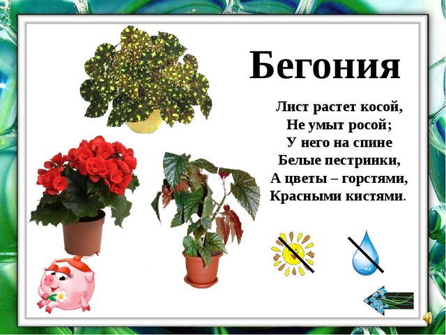 Презентация "О комнатных растениях"