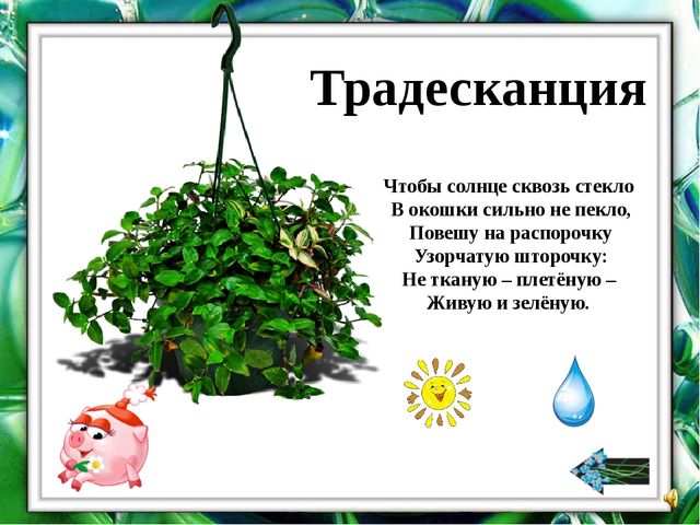 Презентация "О комнатных растениях"