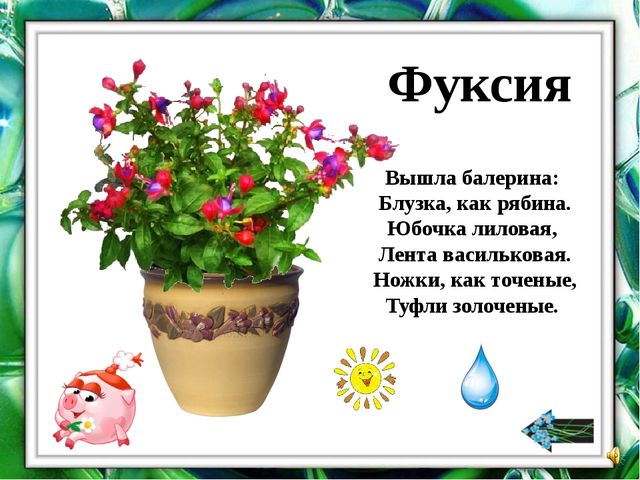 Презентация "О комнатных растениях"