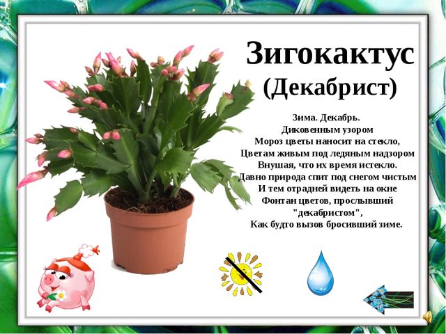 Презентация "О комнатных растениях"