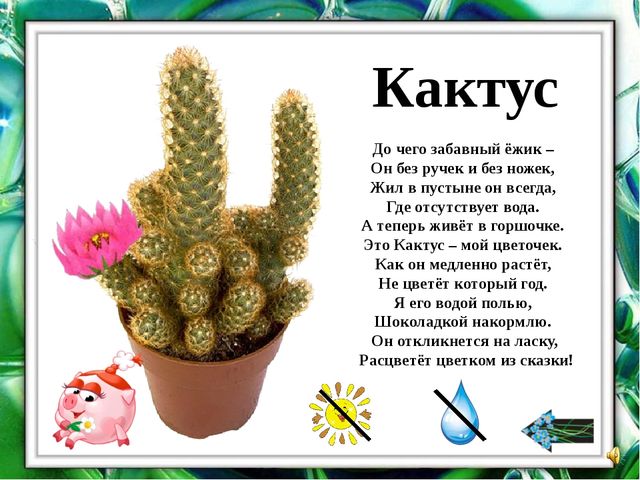 Презентация "О комнатных растениях"