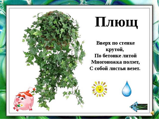 Презентация "О комнатных растениях"