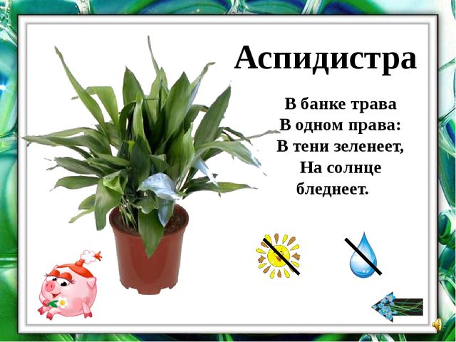 Презентация "О комнатных растениях"
