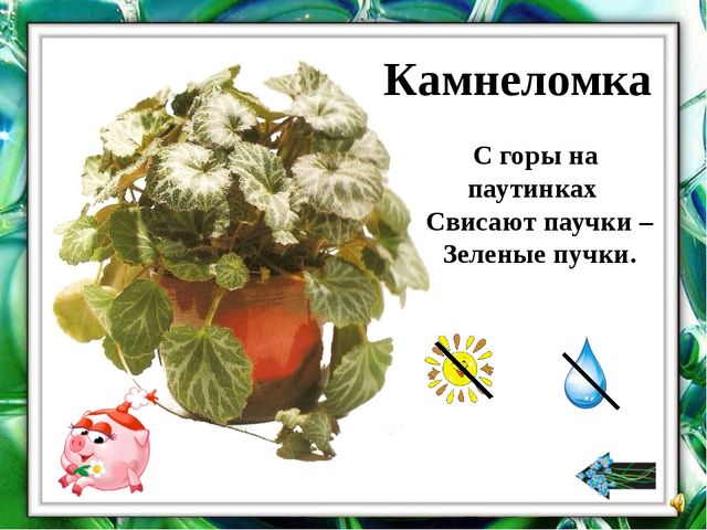 Презентация "О комнатных растениях"
