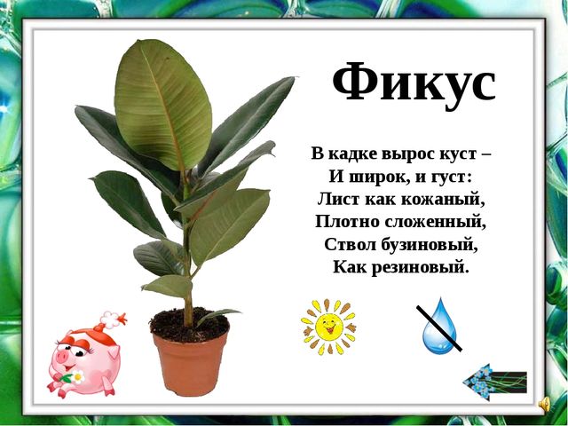 Презентация "О комнатных растениях"