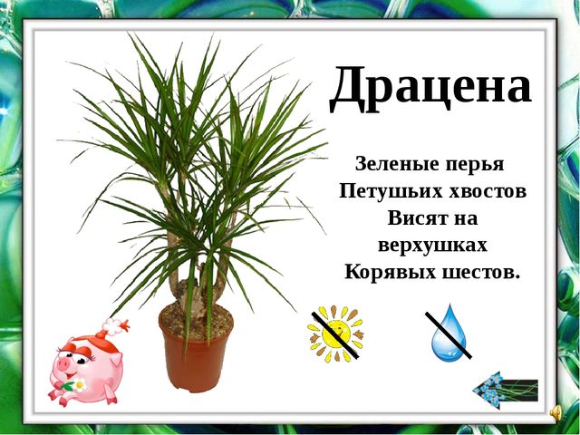 Презентация "О комнатных растениях"