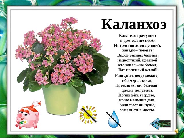 Презентация "О комнатных растениях"