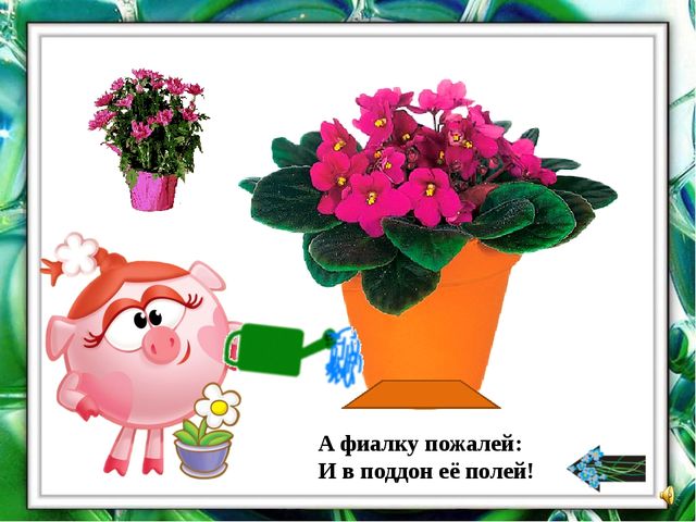 Презентация "О комнатных растениях"
