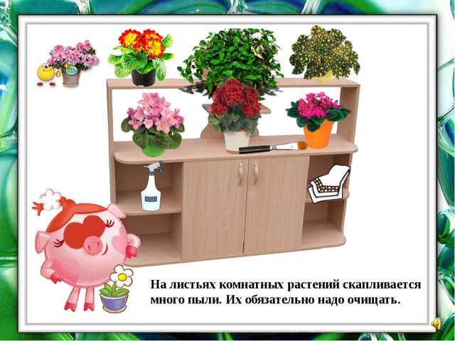 Презентация "О комнатных растениях"