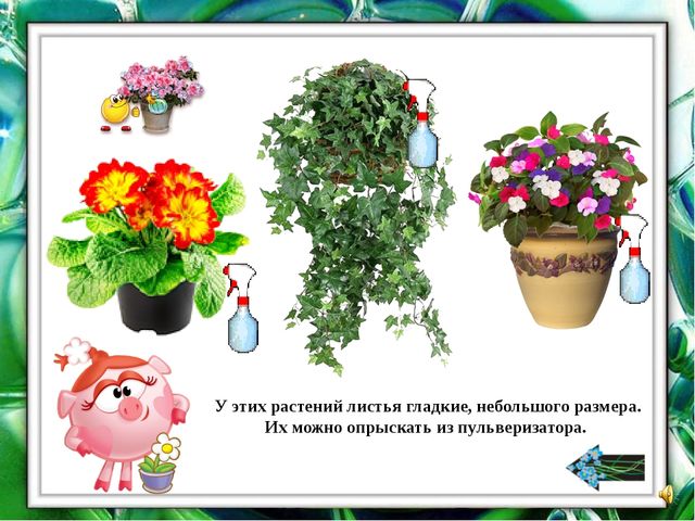 Презентация "О комнатных растениях"
