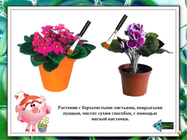 Презентация "О комнатных растениях"