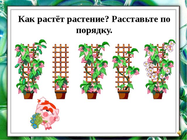 Презентация "О комнатных растениях"