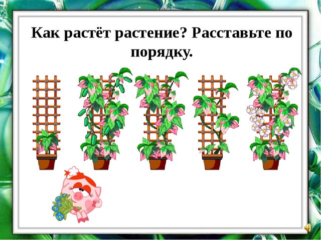 Презентация "О комнатных растениях"