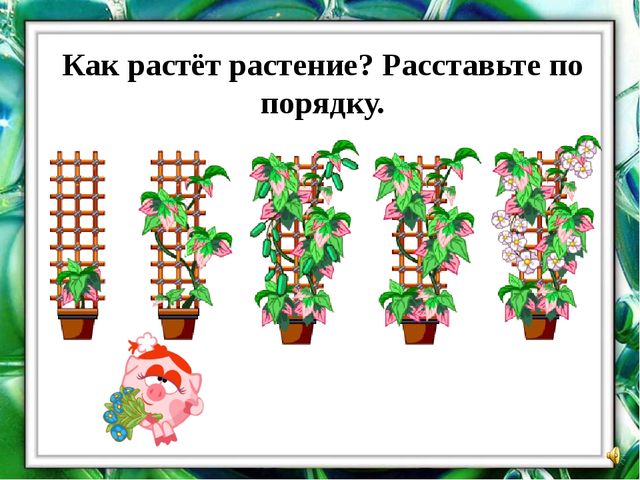 Презентация "О комнатных растениях"