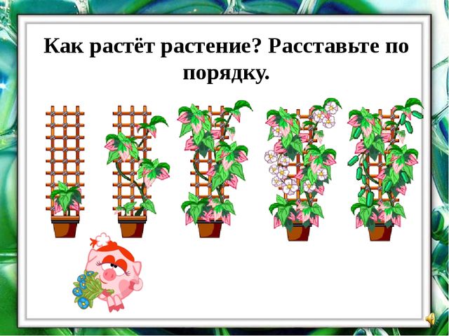 Презентация "О комнатных растениях"