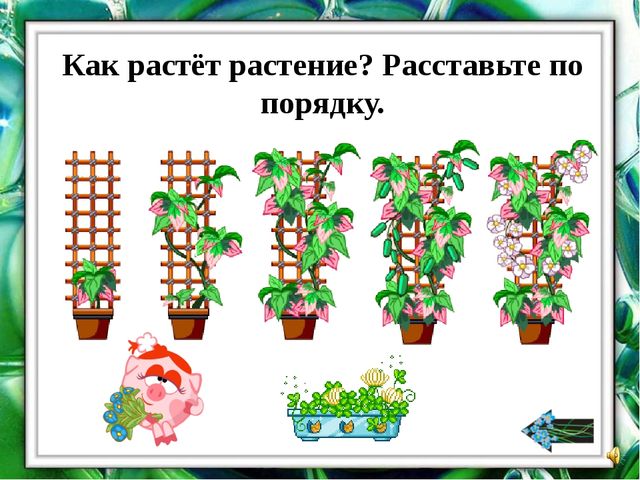 Презентация "О комнатных растениях"
