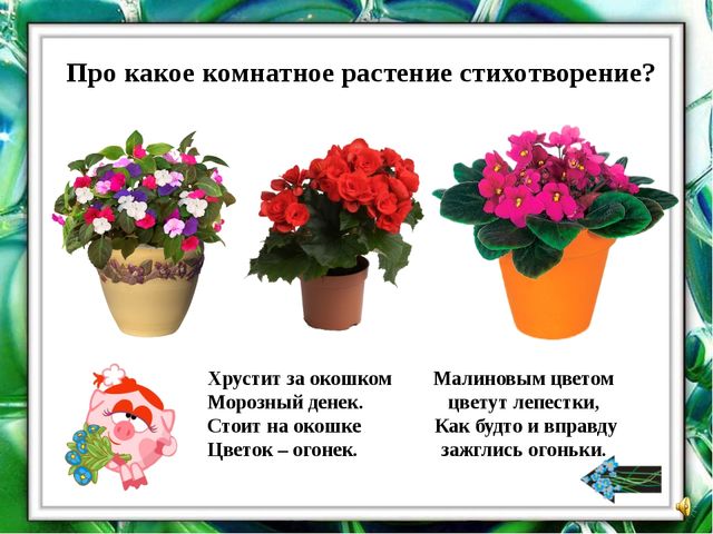 Презентация "О комнатных растениях"