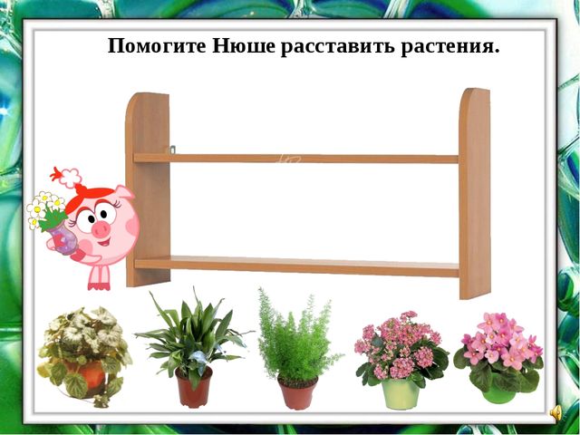 Презентация "О комнатных растениях"