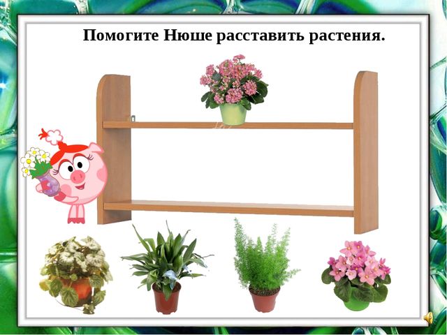 Презентация "О комнатных растениях"