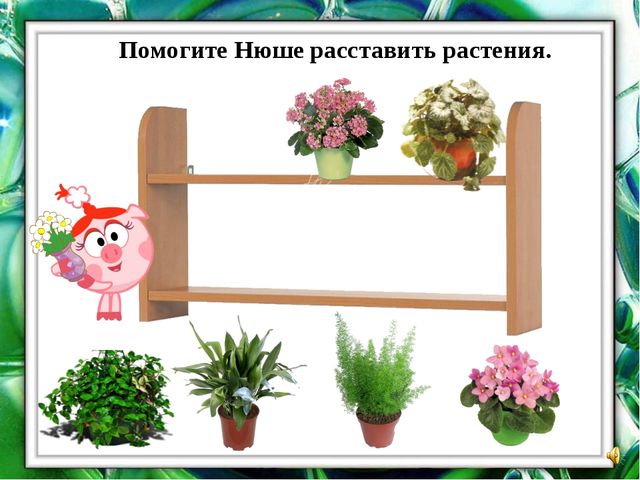 Презентация "О комнатных растениях"