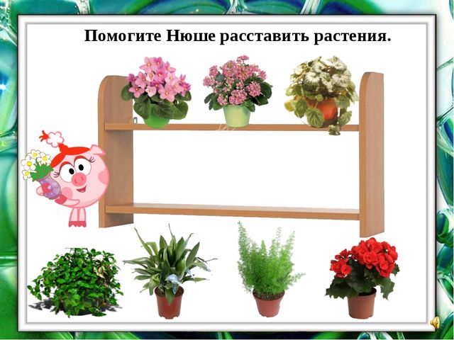 Презентация "О комнатных растениях"