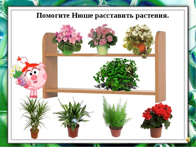 Презентация "О комнатных растениях"