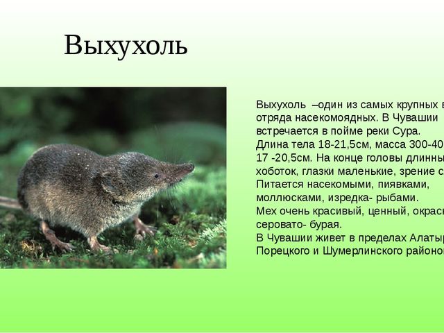 Красная книга Чувашской Республики