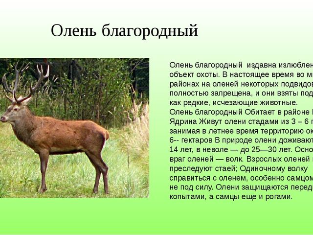 Красная книга Чувашской Республики