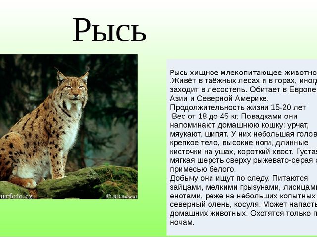 Красная книга Чувашской Республики