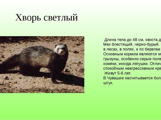 Красная книга Чувашской Республики