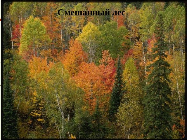 Презентация к занятию по окружающему миру "Деревья нашего леса"