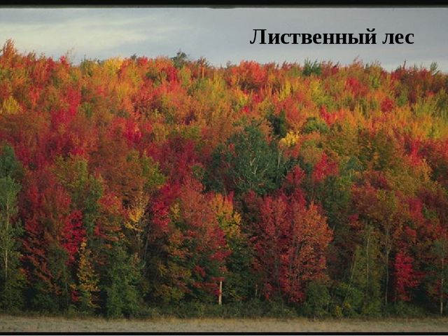 Презентация к занятию по окружающему миру "Деревья нашего леса"
