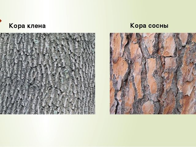 Презентация к занятию по окружающему миру "Деревья нашего леса"