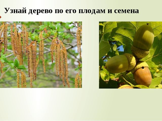 Презентация к занятию по окружающему миру "Деревья нашего леса"