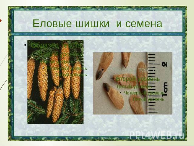 Презентация к занятию по окружающему миру "Деревья нашего леса"