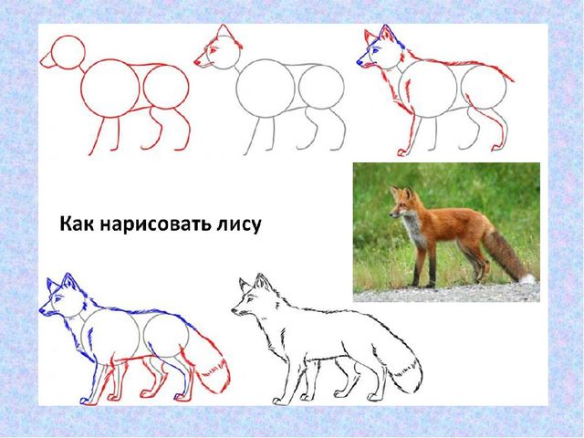 Презентация Поэтапное рисование диких животных