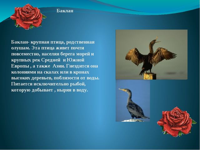 Презентация на тему: "Перелётные и зимующие птицы"