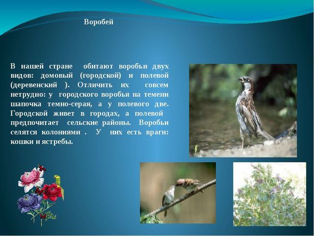 Презентация на тему: "Перелётные и зимующие птицы"