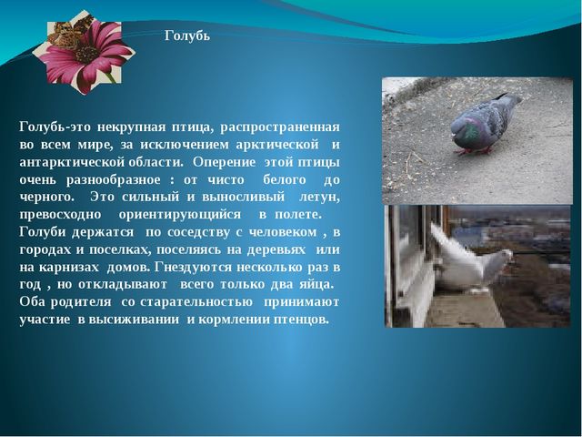 Презентация на тему: "Перелётные и зимующие птицы"