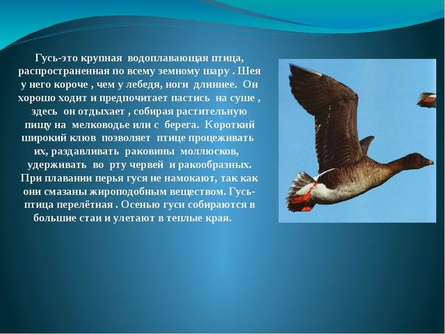 Презентация на тему: "Перелётные и зимующие птицы"